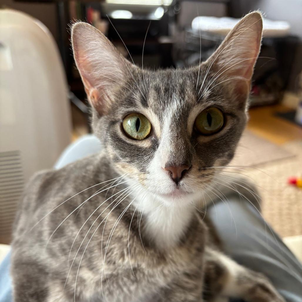 Zara, a Adoptable Domestic Short Hair in Redmond, WA image 2/2