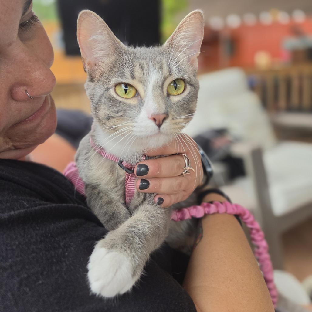 Enlarge Zara, a Adoptable Domestic Short Hair in Redmond, WA image 6/6