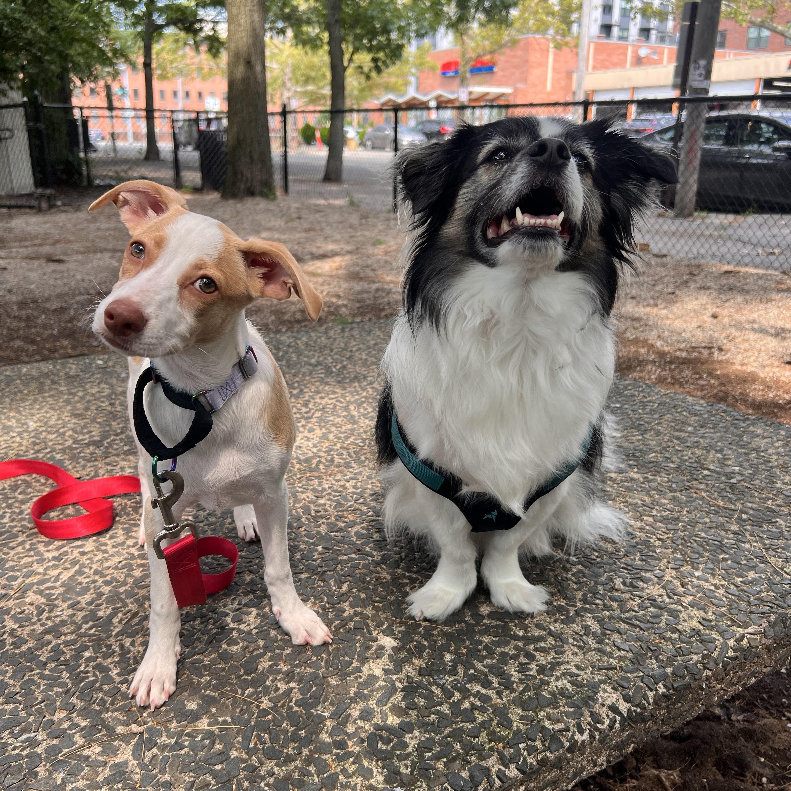 Tulip, a ADOPTABLE mixed breed in New York, NY image 2/5