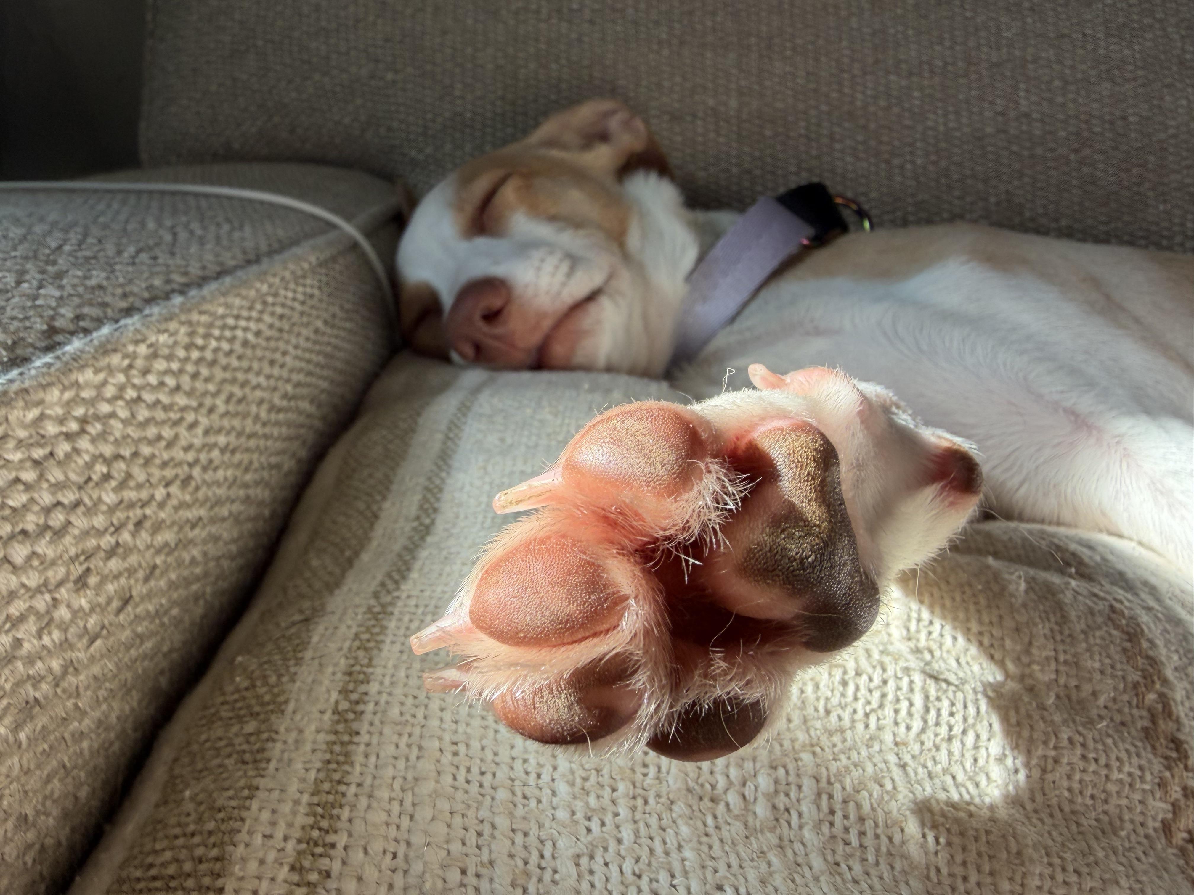Tulip, a ADOPTABLE mixed breed in New York, NY image 4/5