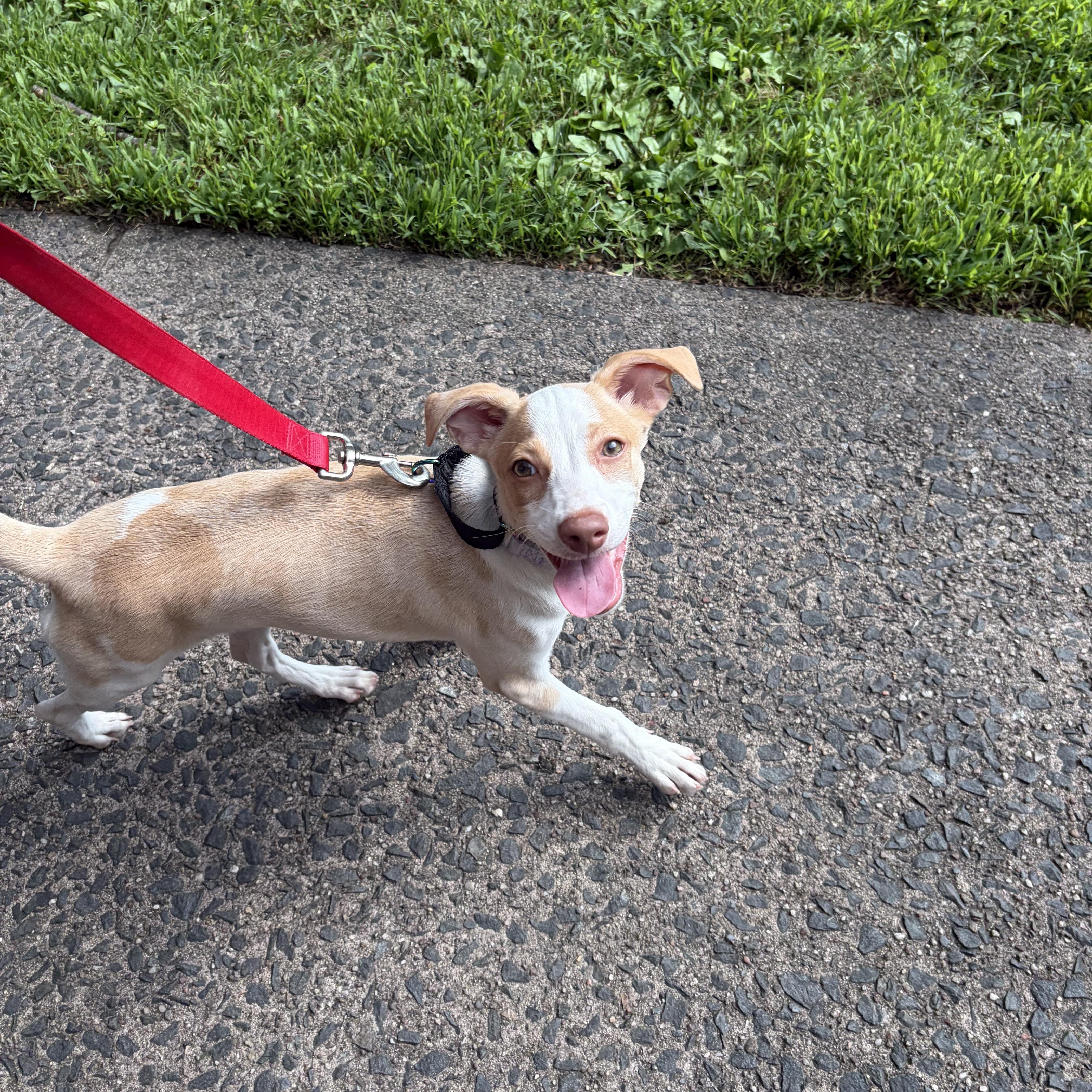 Tulip, a ADOPTABLE mixed breed in New York, NY image 1/5