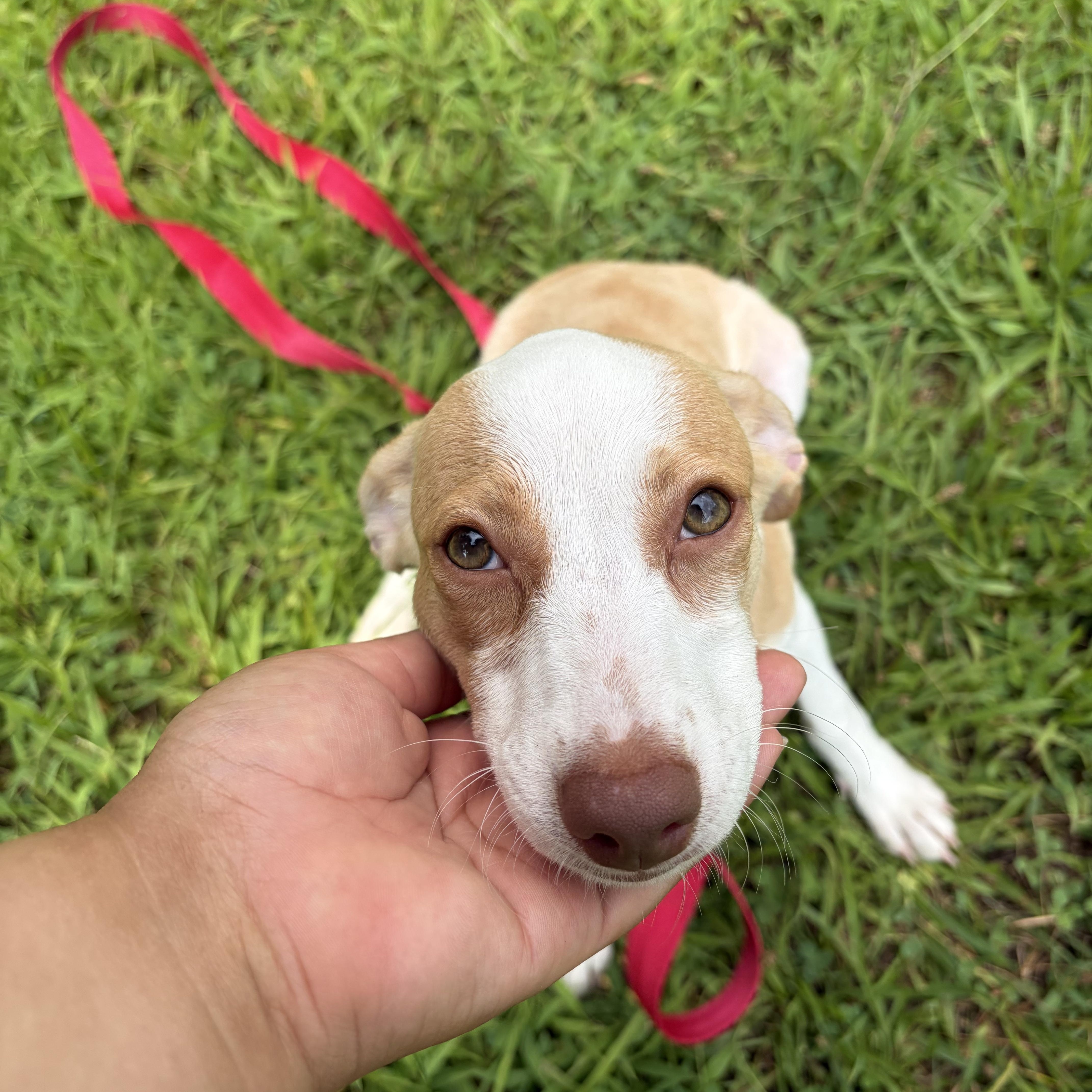 Tulip, a ADOPTABLE mixed breed in New York, NY image 3/5