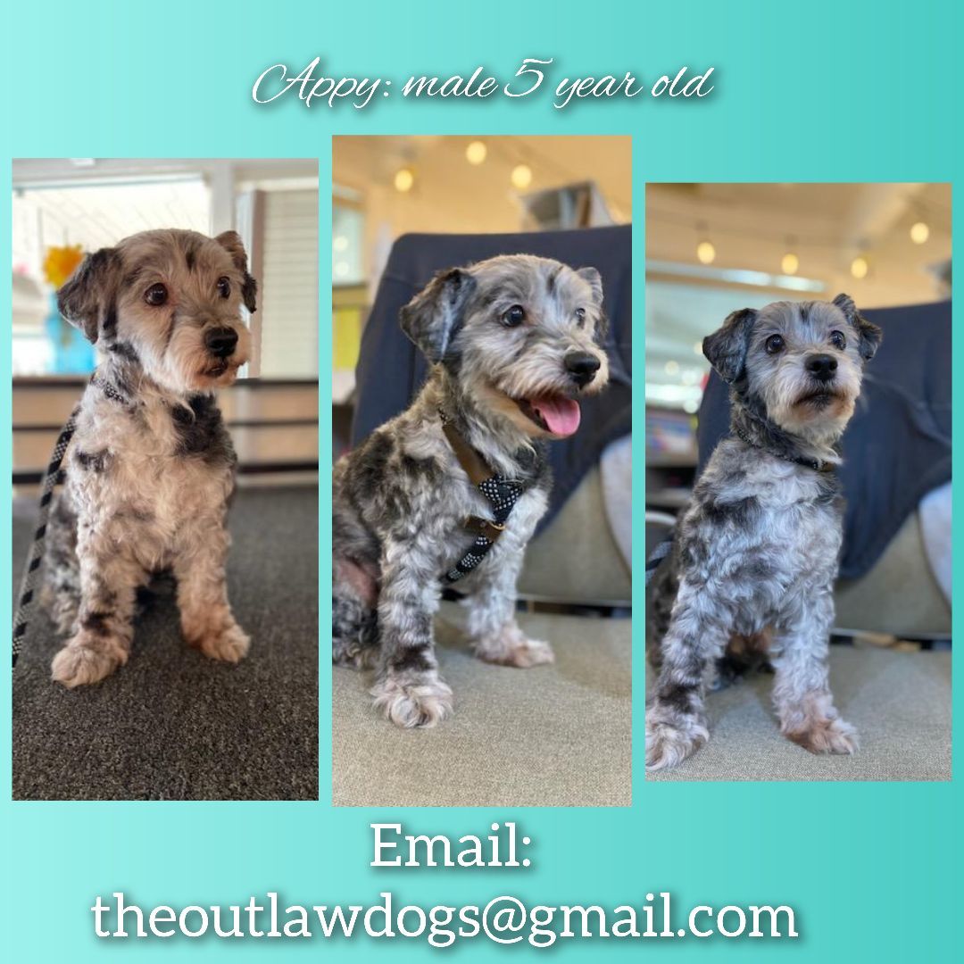 Appy, Adopted, Adult Male Havanese & Maltipoo.