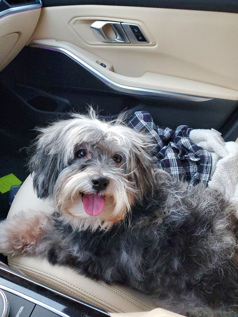 Enlarge Appy, a Adopted mixed breed in Santa Ana, CA image 2/2