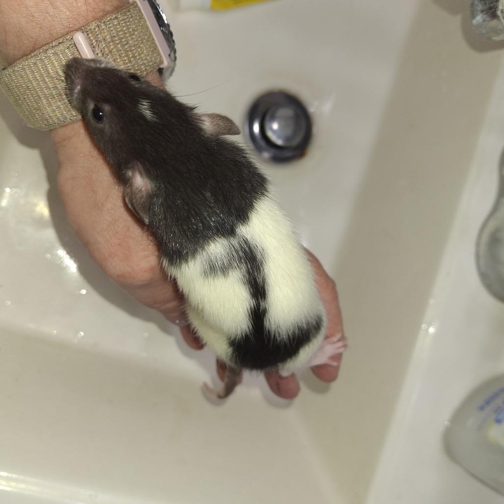 Enlarge Ares, a Adoptable Rat in Kingman, AZ image 1/2