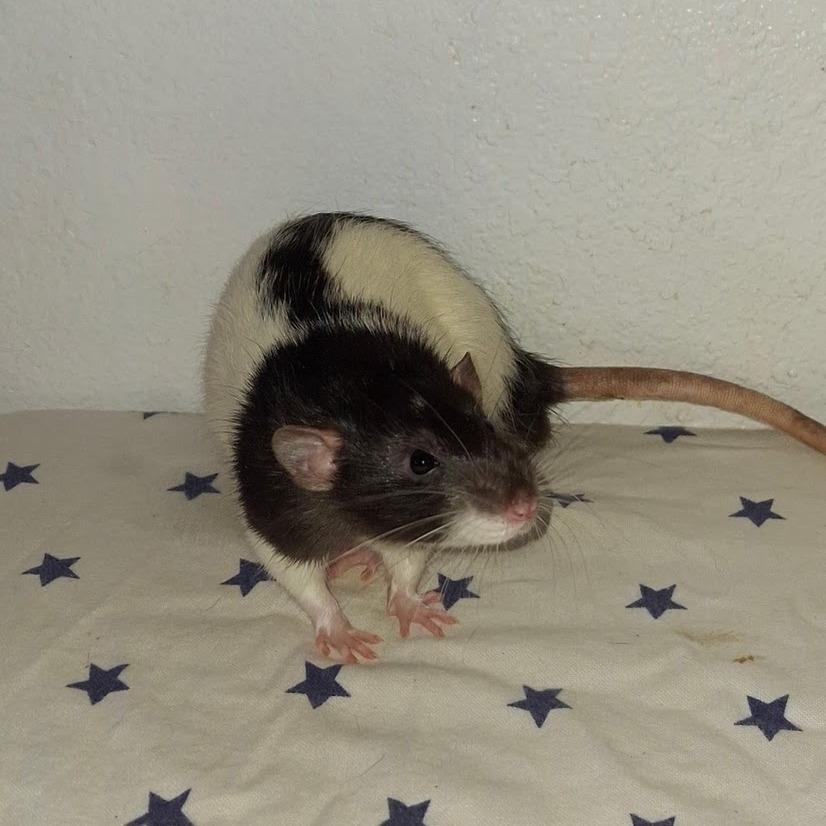Enlarge Ares, a Adoptable Rat in Kingman, AZ image 2/2