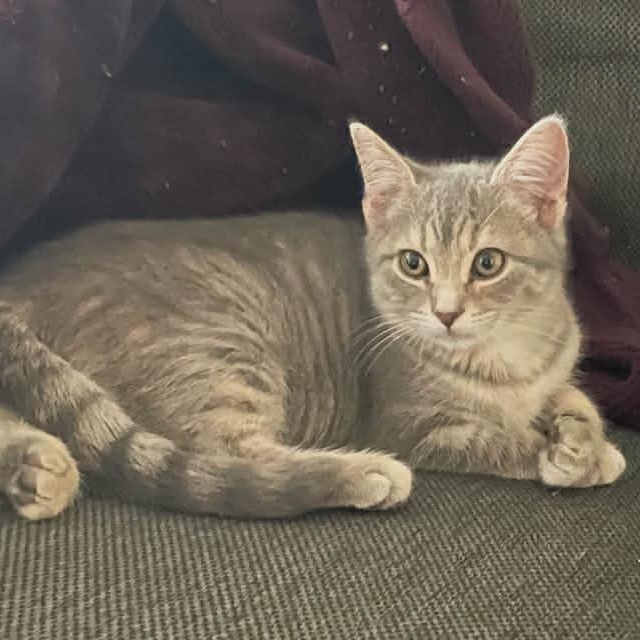 Thelma and Louise, Adoptable, Kitten Female American Shorthair.