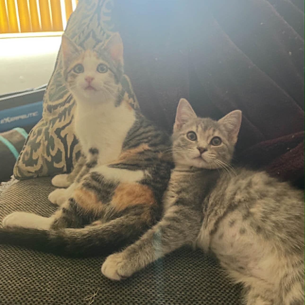 Thelma and Louise, a Adoptable American Shorthair in Danbury, CT image 2/4