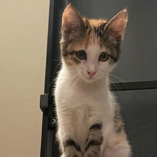 Thelma and Louise, a Adoptable American Shorthair in Danbury, CT image 3/4