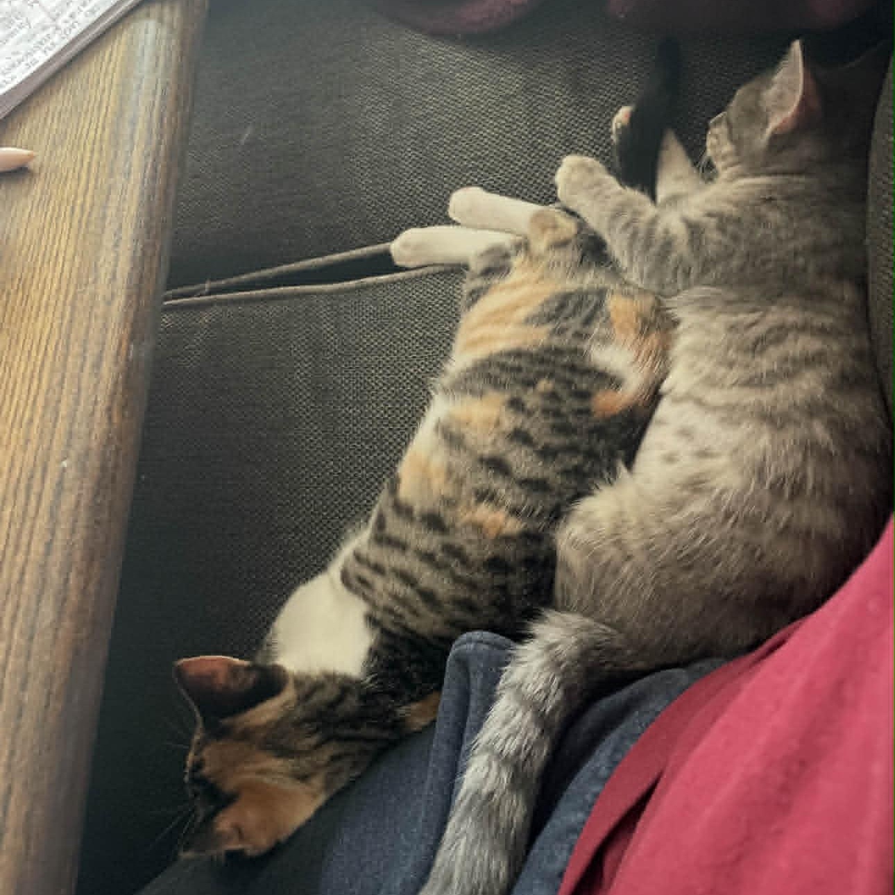 Thelma and Louise, a Adoptable American Shorthair in Danbury, CT image 4/4