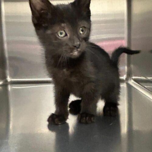 Enlarge Yarri, a Adoptable Domestic Short Hair in Burlington, IA image 1/2
