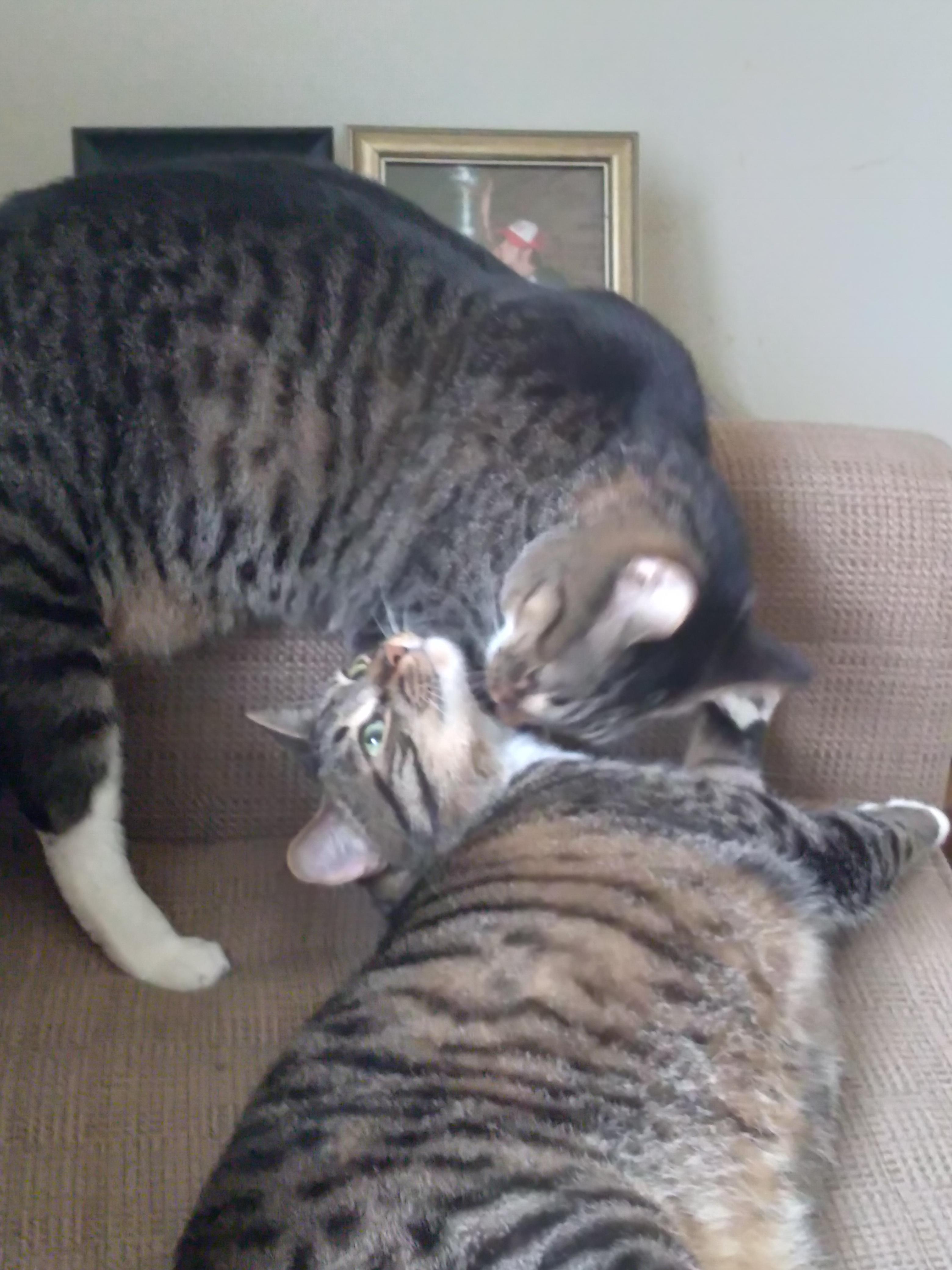 Jake and Tucker, a ADOPTABLE Domestic Short Hair in Midland, MI image 2/2