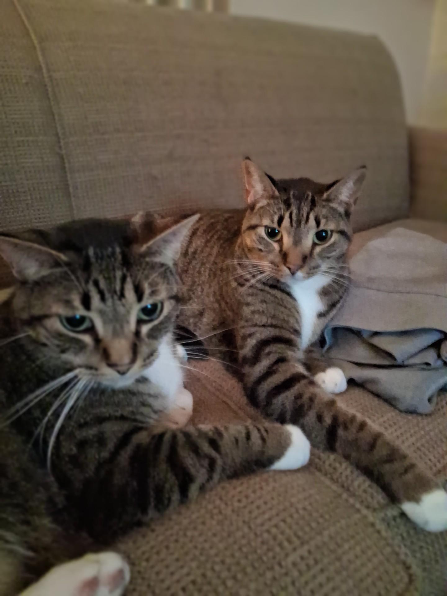 Jake and Tucker, a ADOPTABLE Domestic Short Hair in Midland, MI image 1/2
