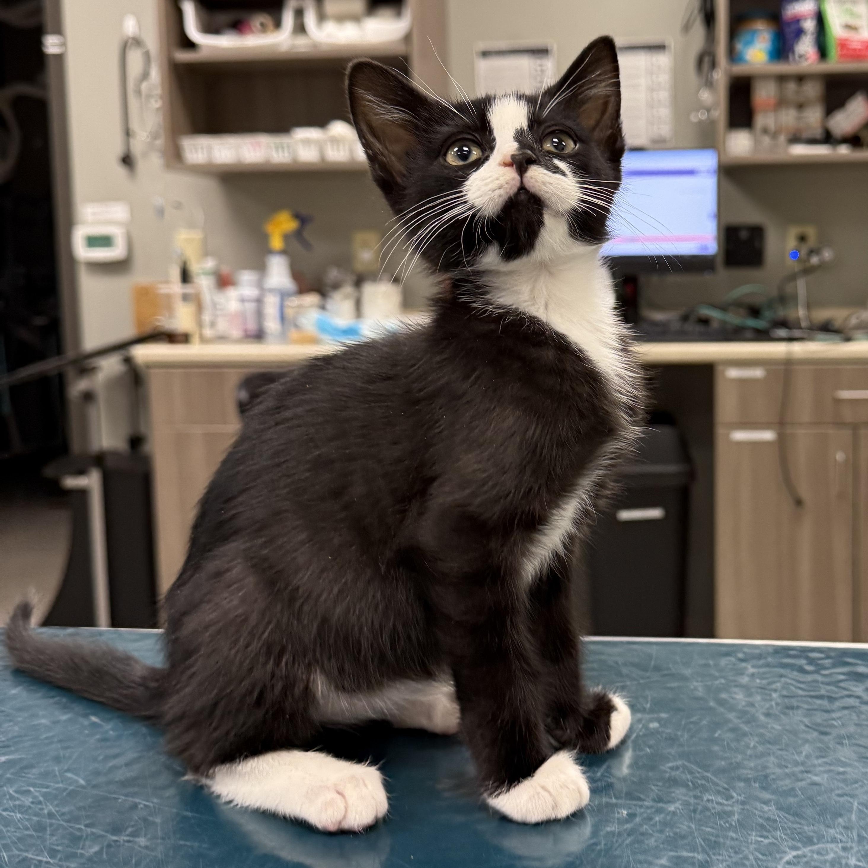 Emerald , adopted, Kitten Male Domestic Short Hair.