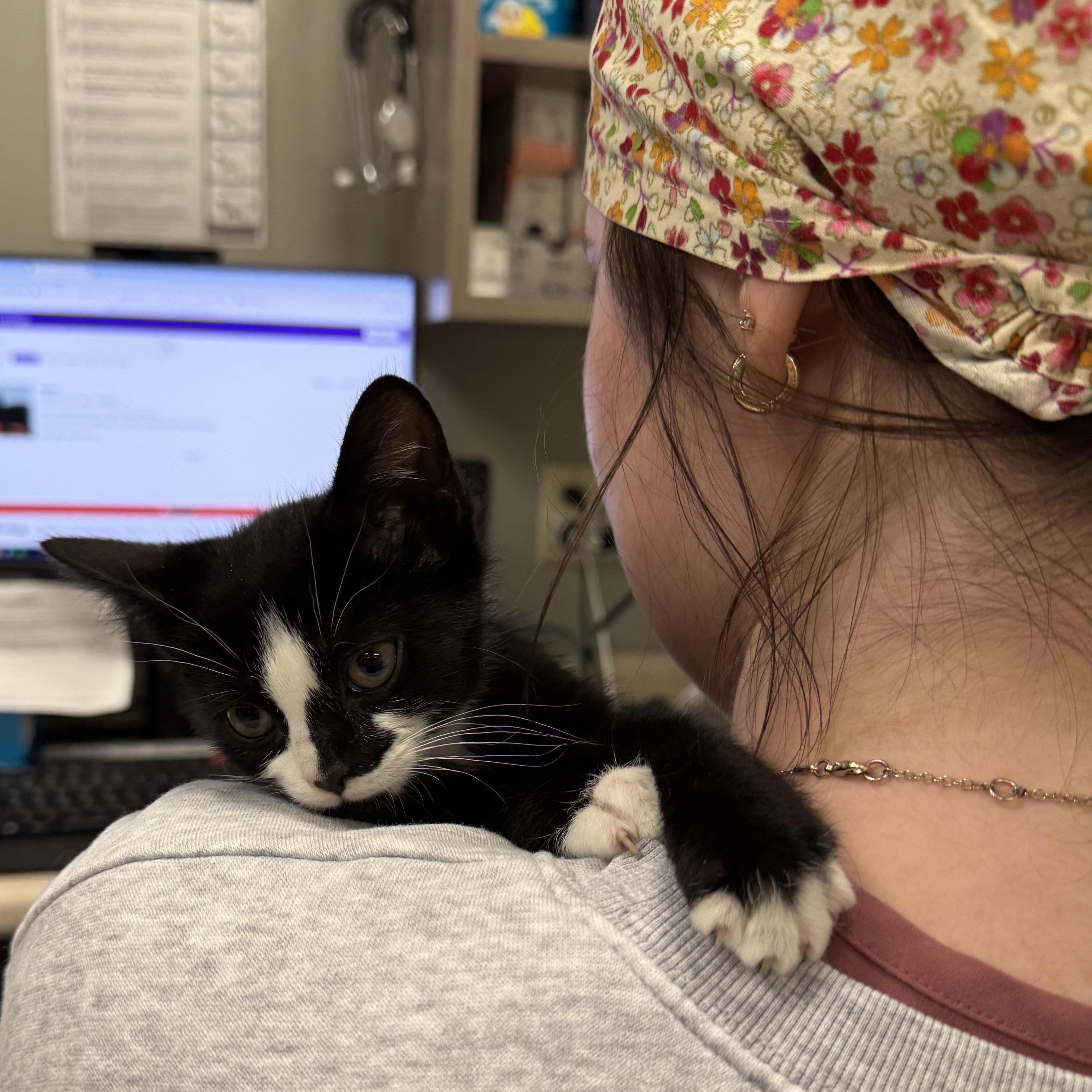 Enlarge Emerald , an adopted mixed breed in BOONE, NC image 2/3