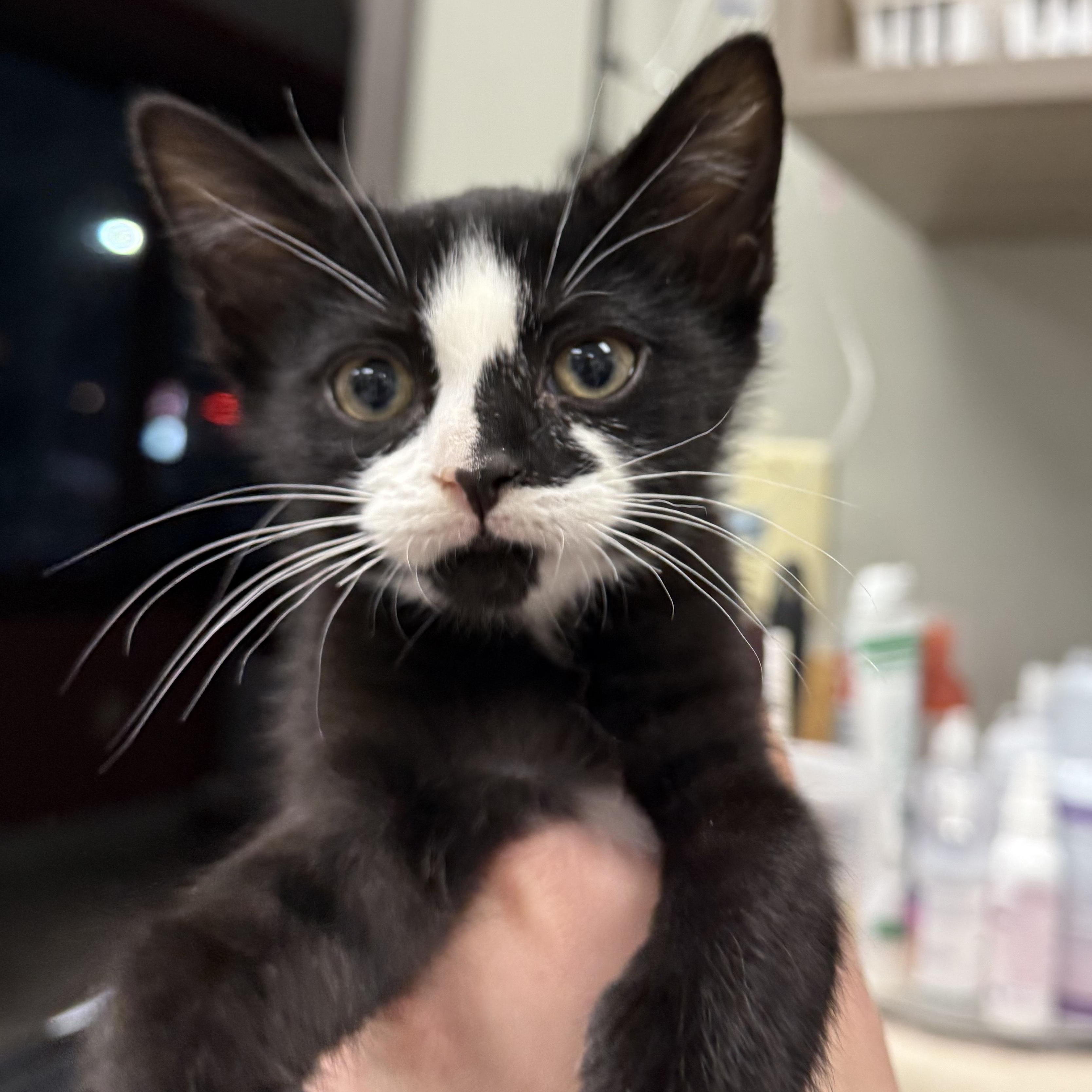 Enlarge Emerald , an adopted mixed breed in BOONE, NC image 3/3