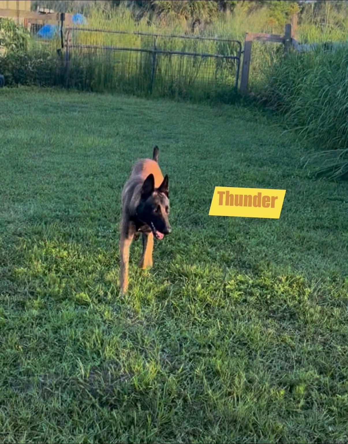 Enlarge Thunder, a Adoptable Belgian Shepherd / Malinois in Port Saint Lucie, FL image 4/5