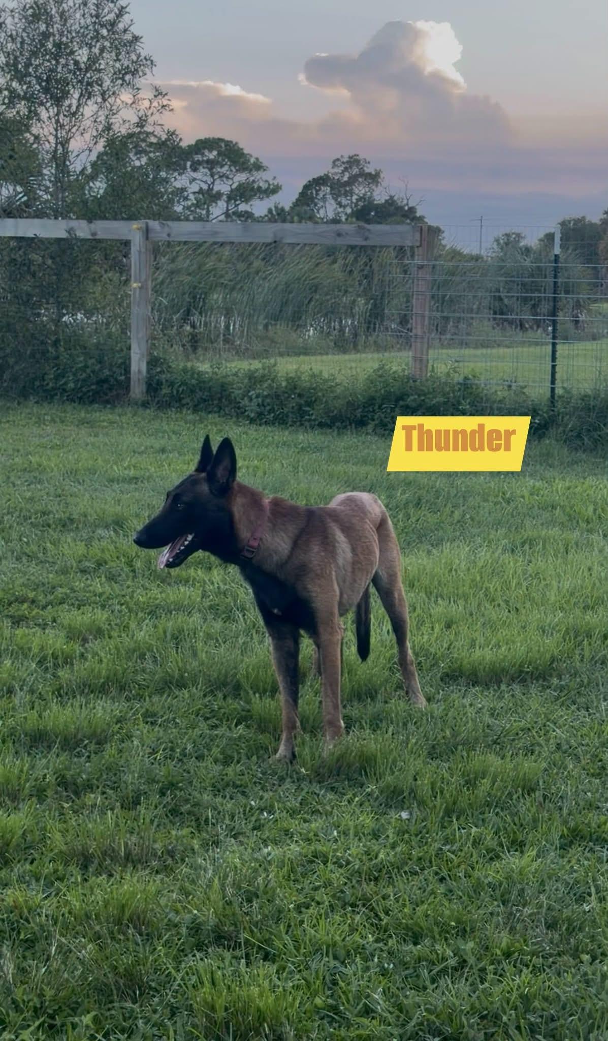 Enlarge Thunder, a Adoptable Belgian Shepherd / Malinois in Port Saint Lucie, FL image 5/5