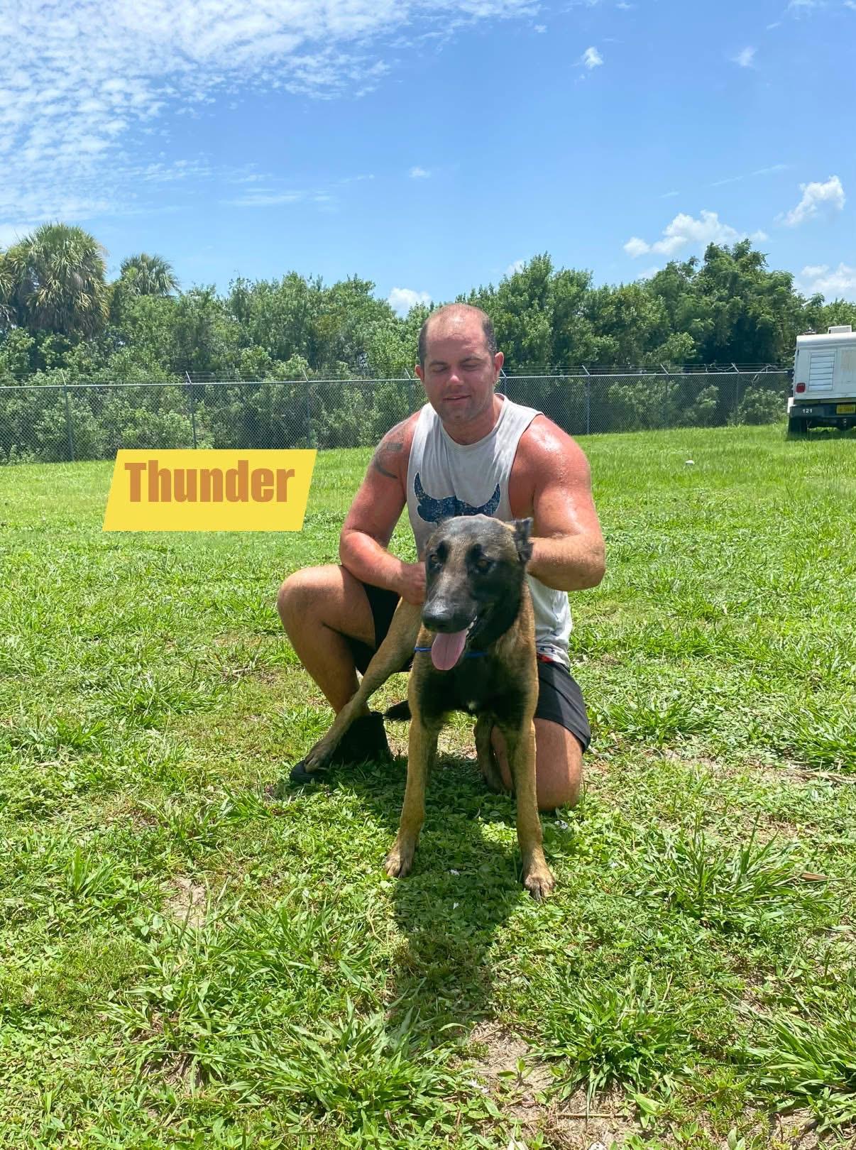 Enlarge Thunder, a Adoptable Belgian Shepherd / Malinois in Port Saint Lucie, FL image 3/5