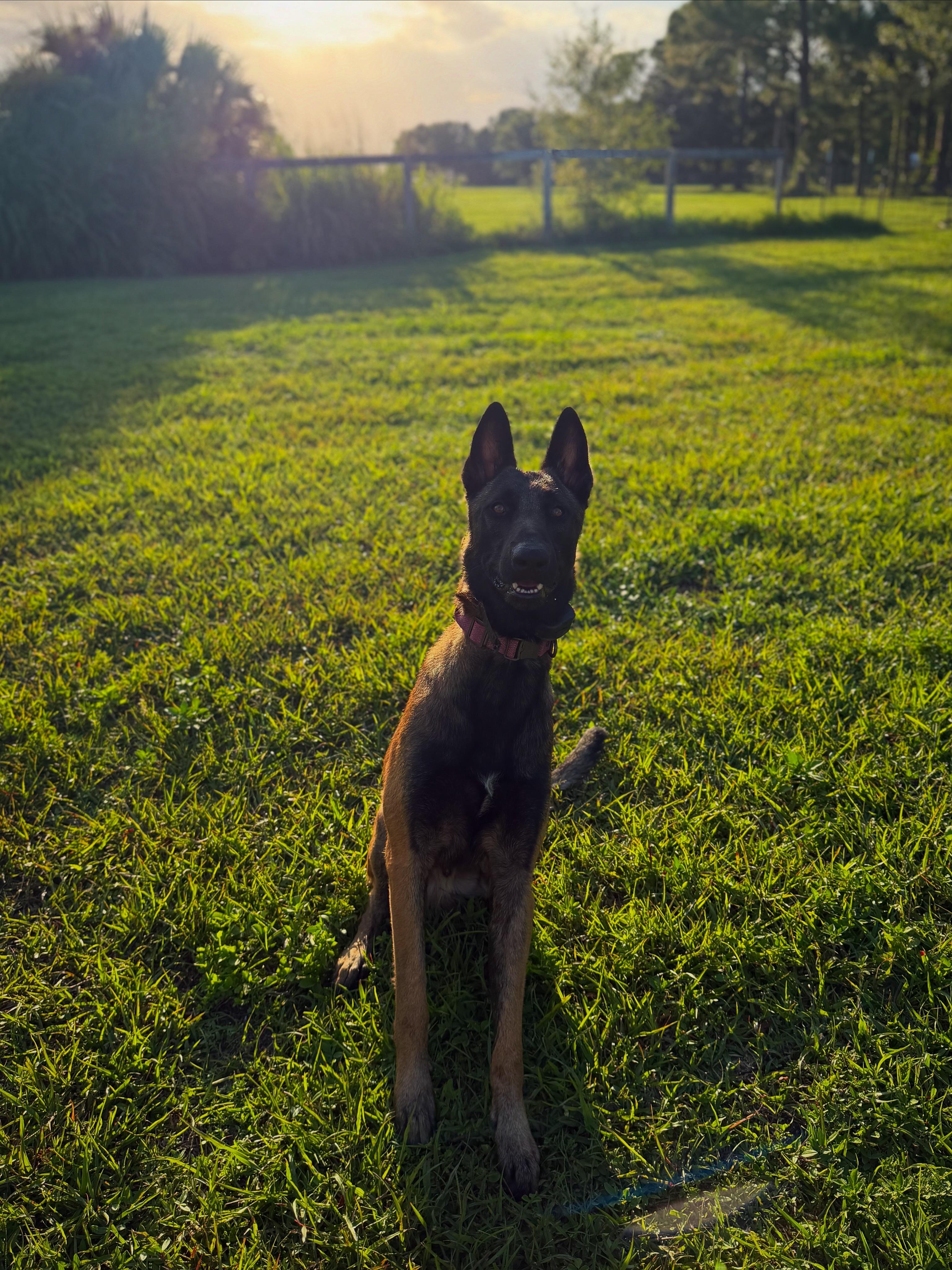 Thunder, Adoptable, Adult Male Belgian Shepherd / Malinois.