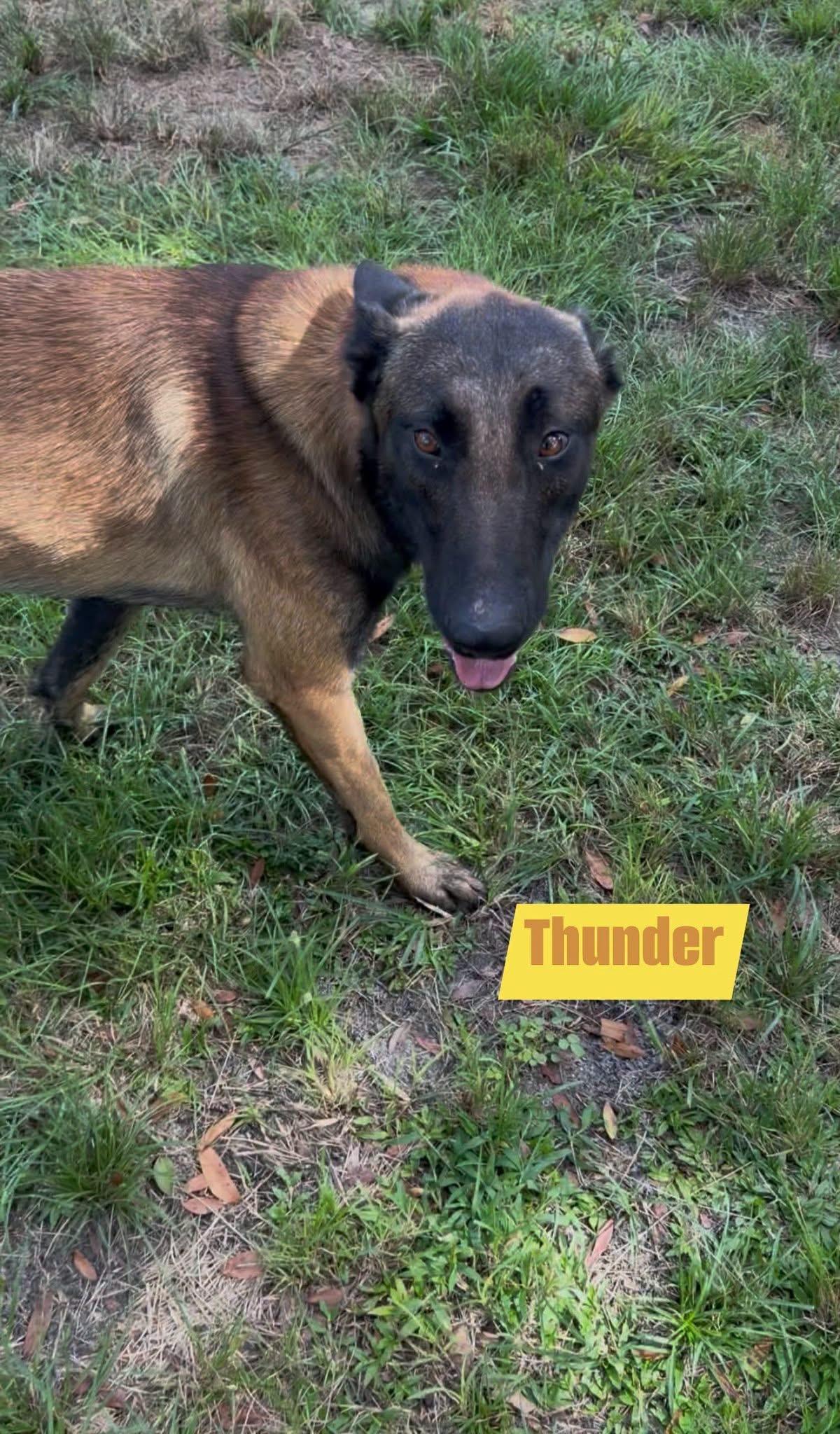 Enlarge Thunder, a Adoptable Belgian Shepherd / Malinois in Port Saint Lucie, FL image 2/5