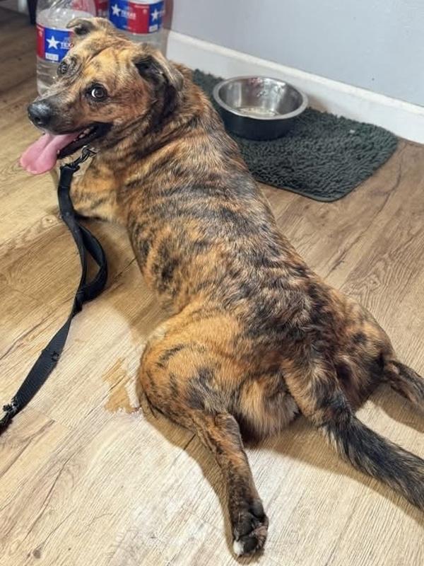 Dennis, Adoptable, Adult Male Mountain Cur & Australian Cattle Dog / Blue Heeler.