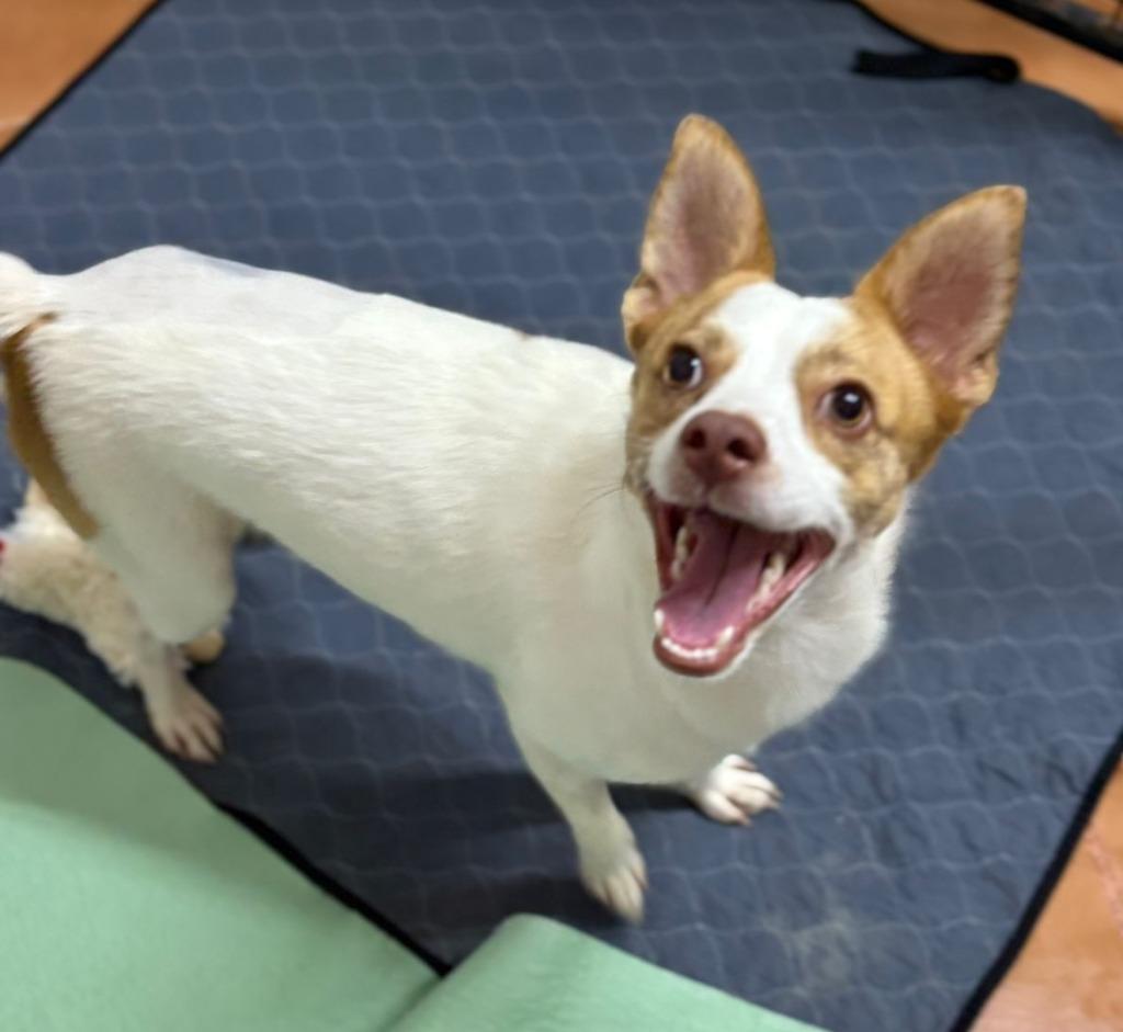 Charlie, Adopted, Young Male Cattle Dog & Chihuahua.
