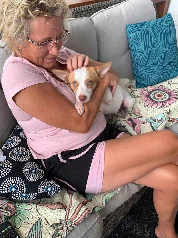 Enlarge Charlie, a Adopted mixed breed in Corral del Risco, NAY image 3/6