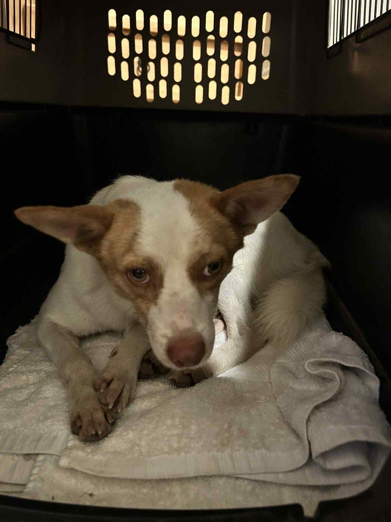 Enlarge Charlie, a Adopted mixed breed in Corral del Risco, NAY image 5/6