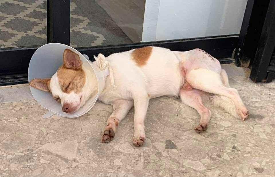 Enlarge Charlie, a Adopted mixed breed in Corral del Risco, NAY image 6/6