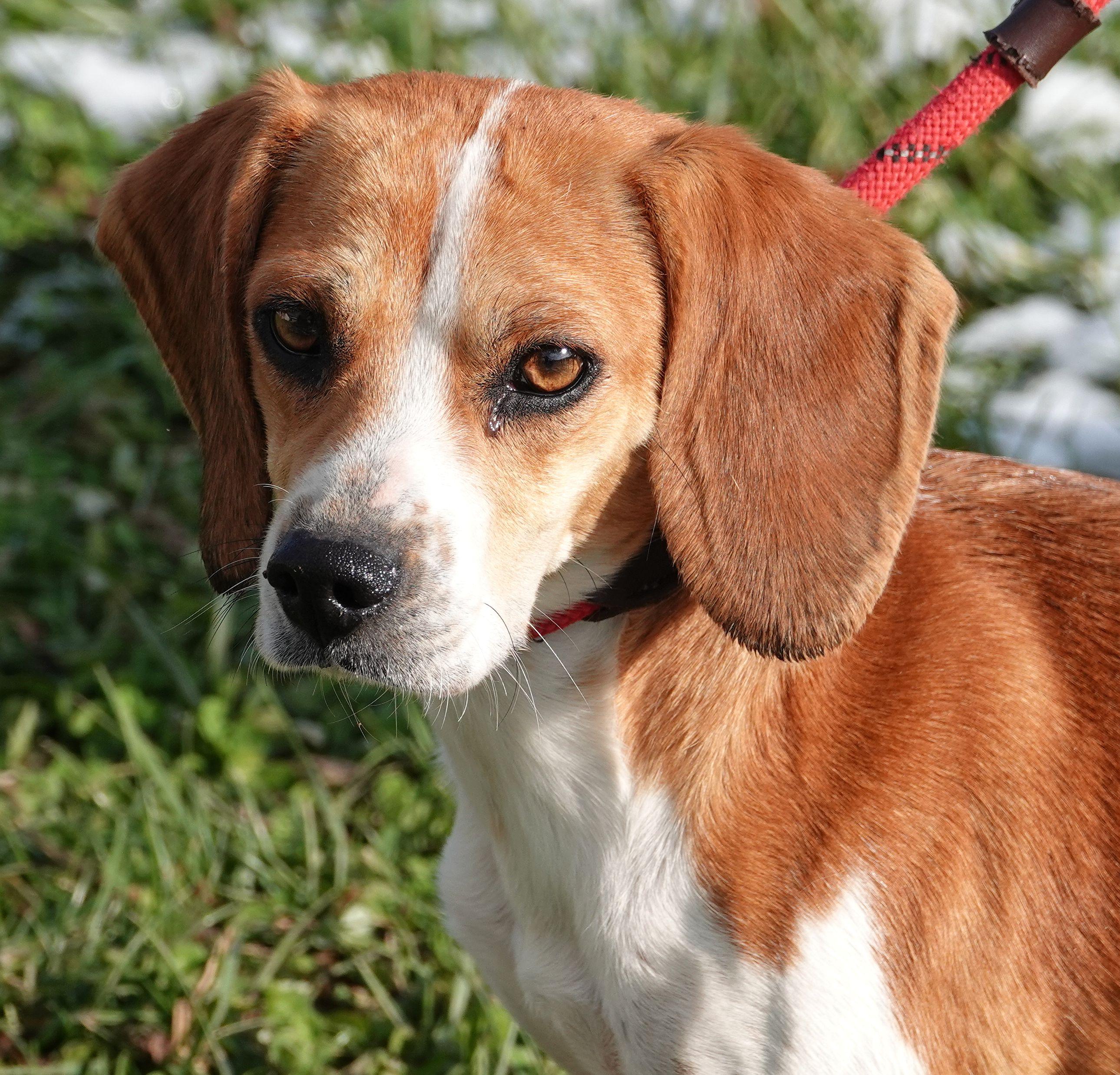 Ginger, ADOPTABLE, Adult Female Beagle.