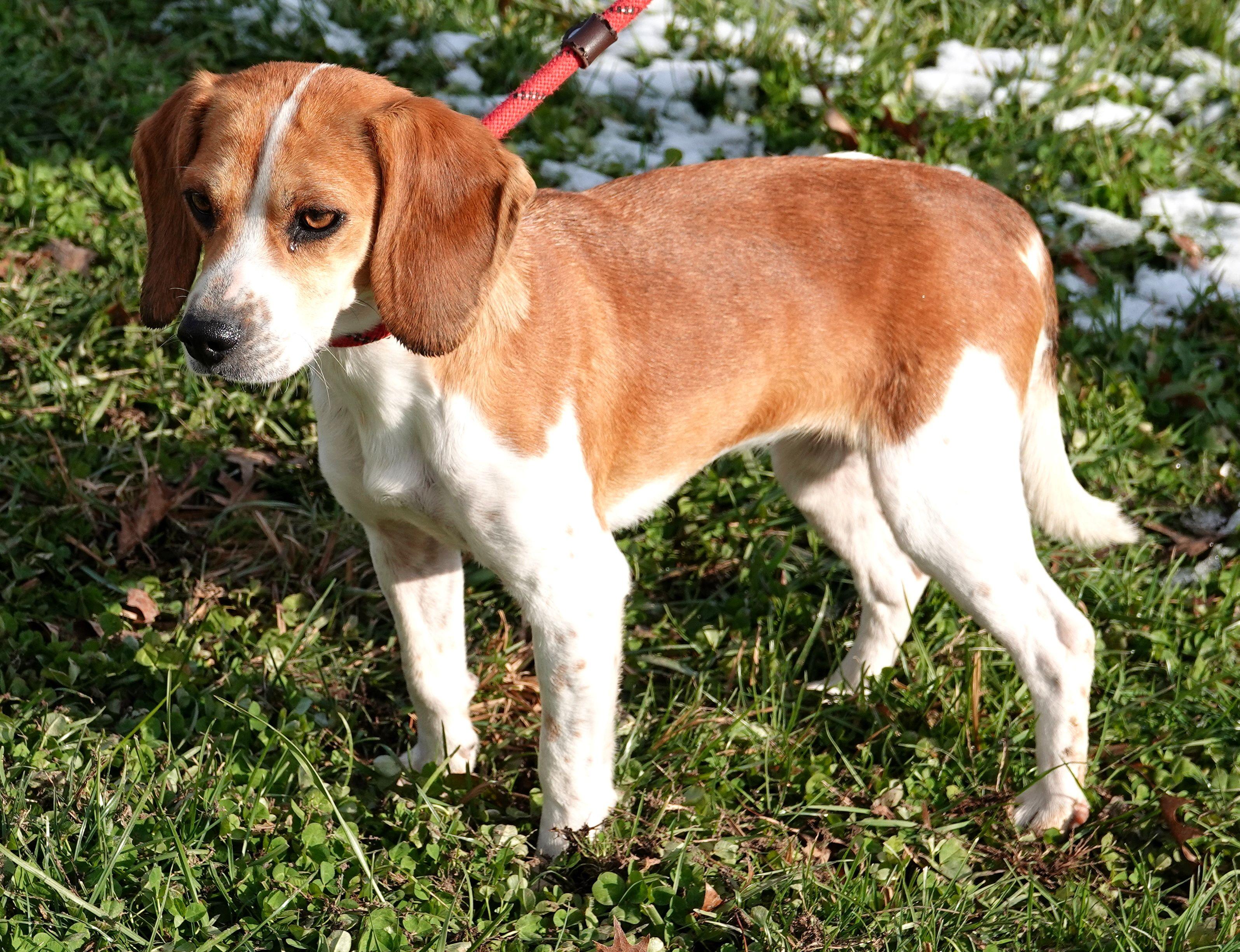 Enlarge Ginger, a ADOPTABLE Beagle in Millfield, OH image 2/4