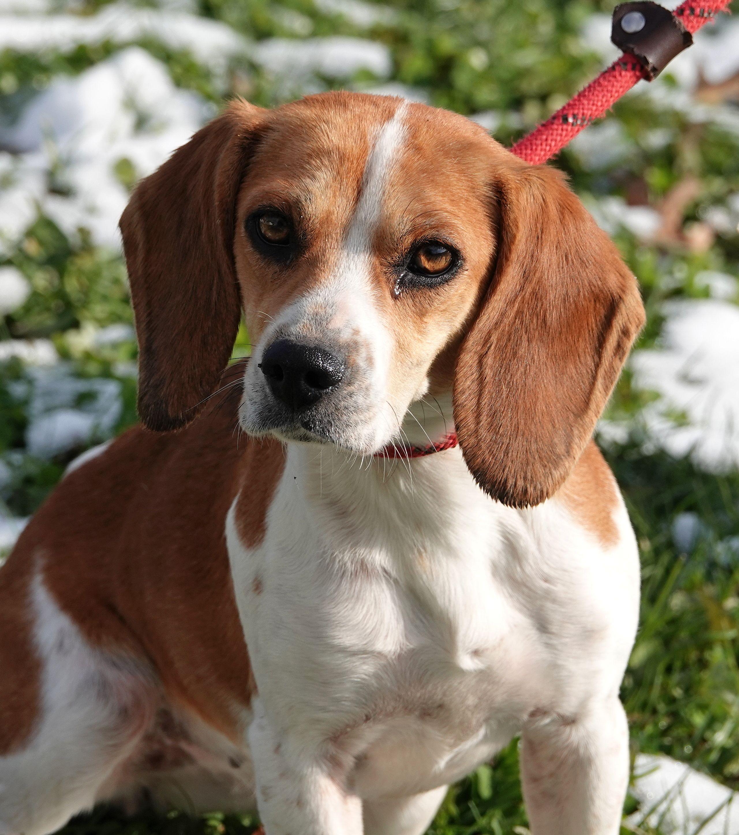 Enlarge Ginger, a ADOPTABLE Beagle in Millfield, OH image 3/4