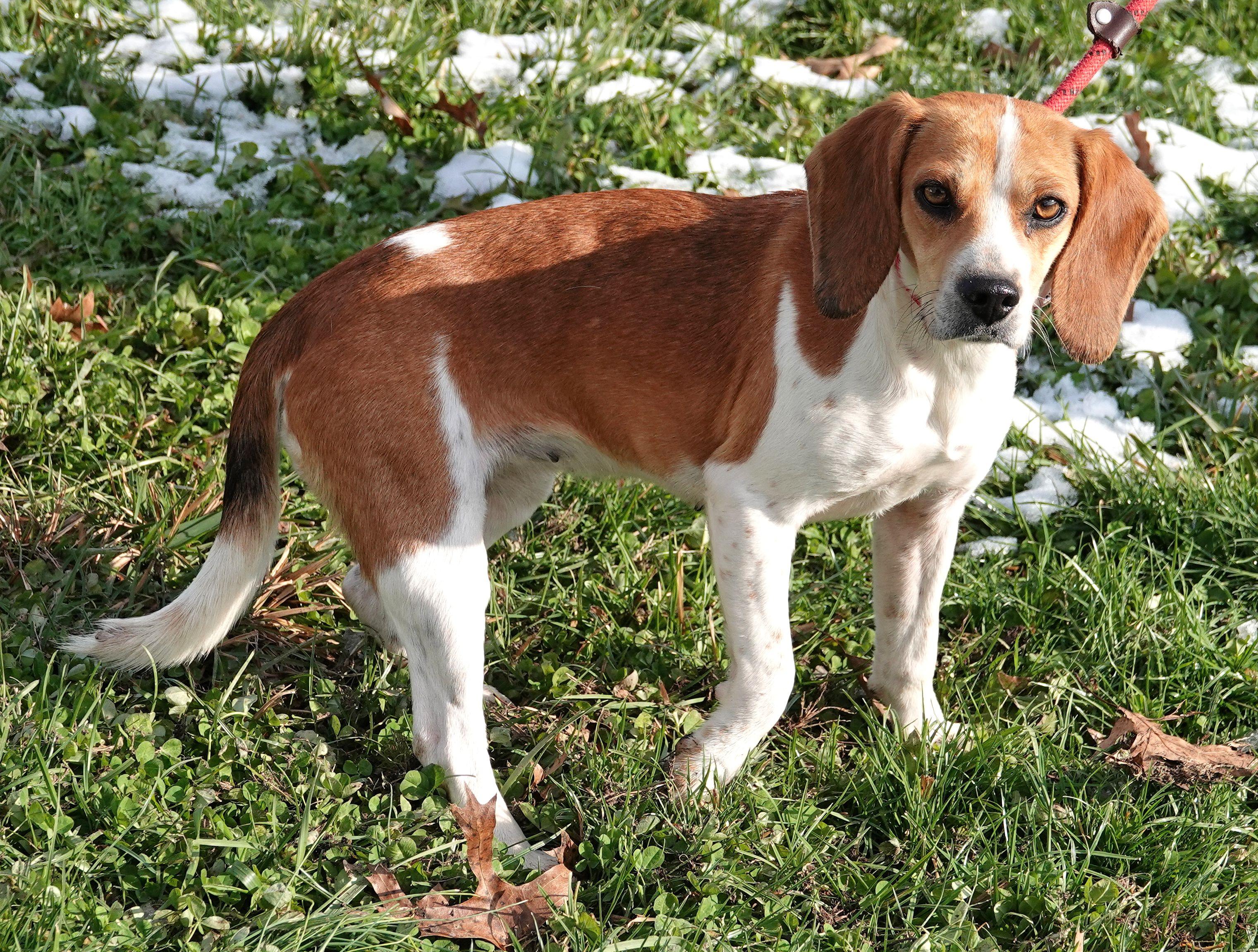 Enlarge Ginger, a ADOPTABLE Beagle in Millfield, OH image 4/4