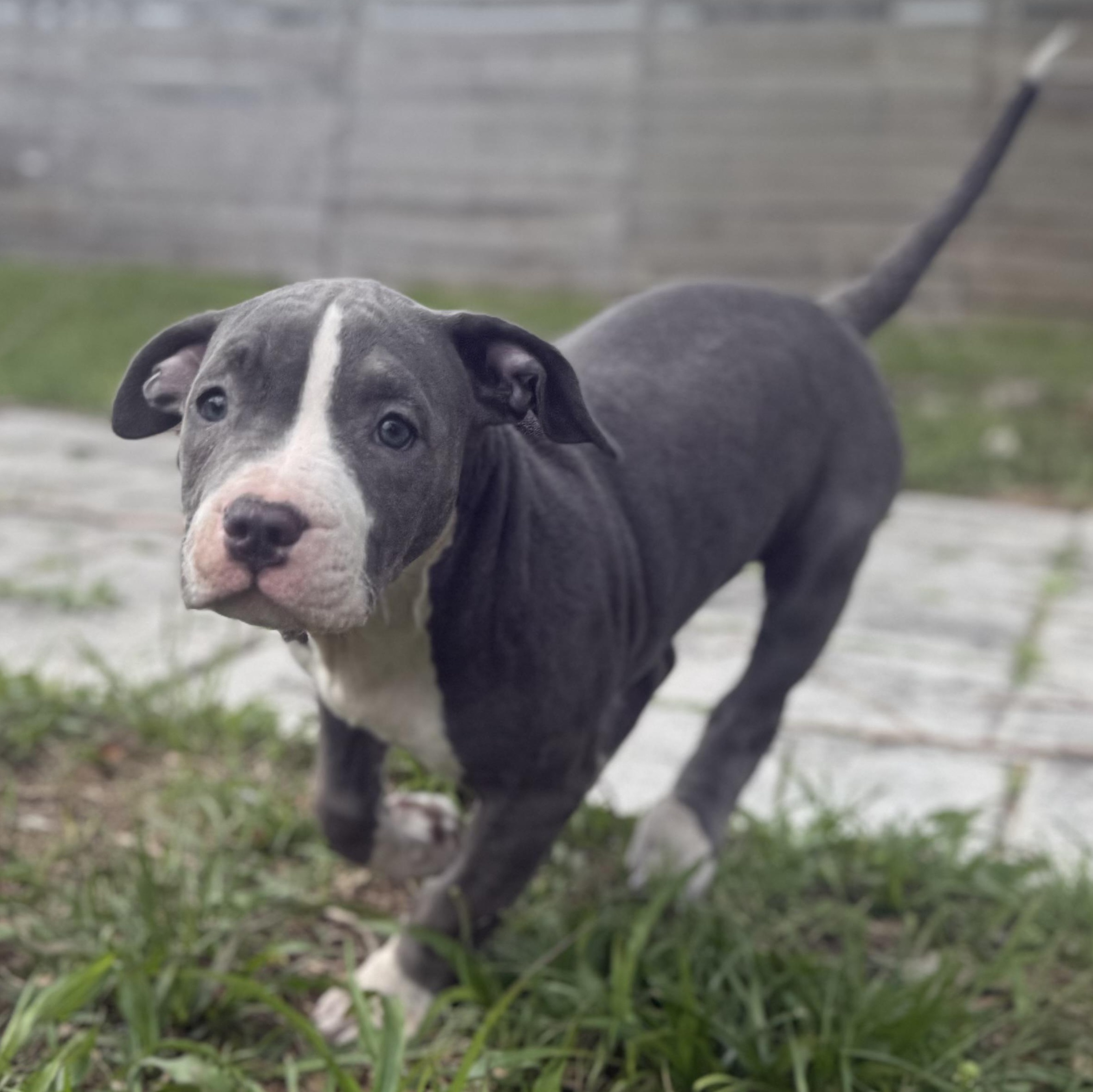 Enlarge Raspberry , an adopted mixed breed in Deltona, FL image 5/6