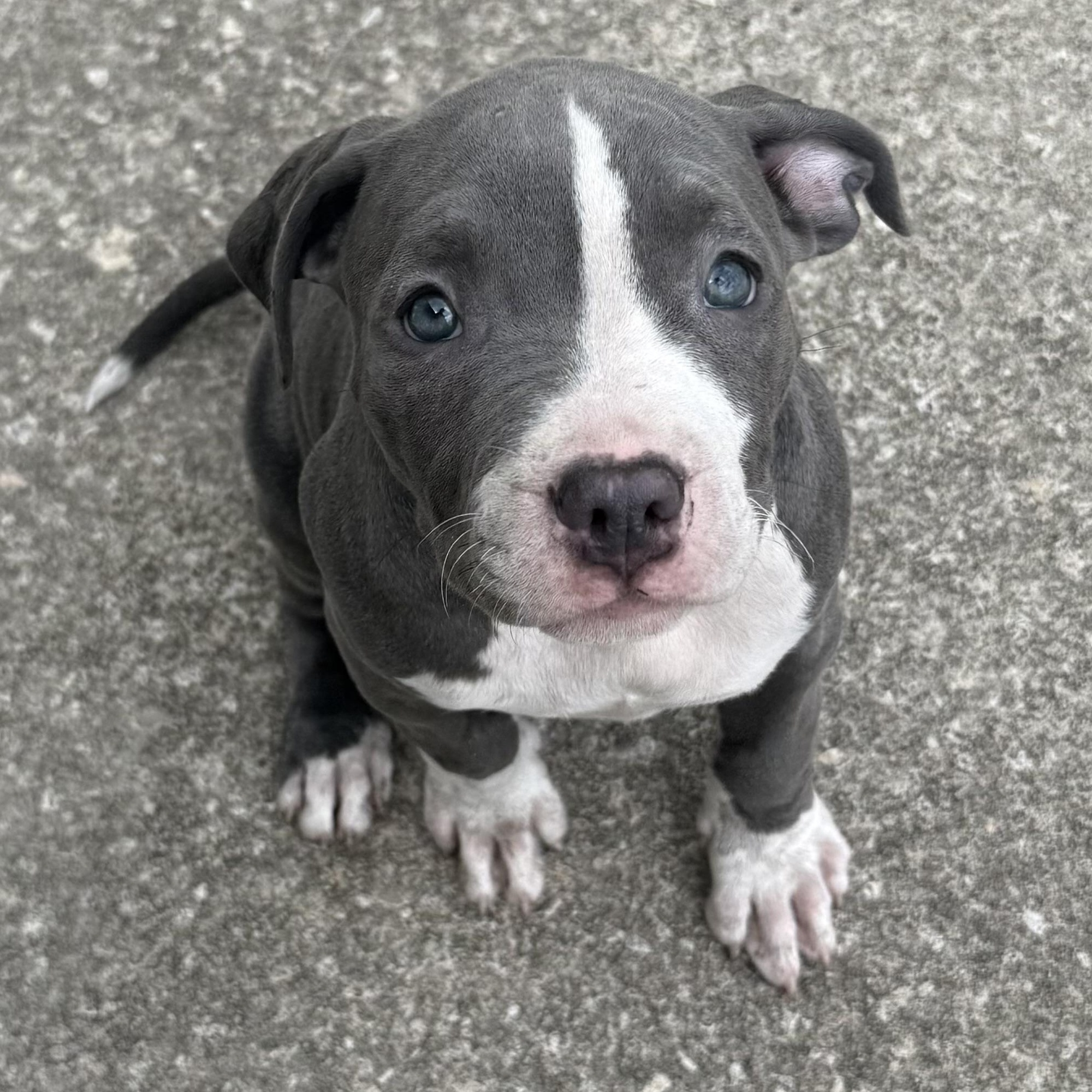 Enlarge Raspberry , an adopted mixed breed in Deltona, FL image 6/6