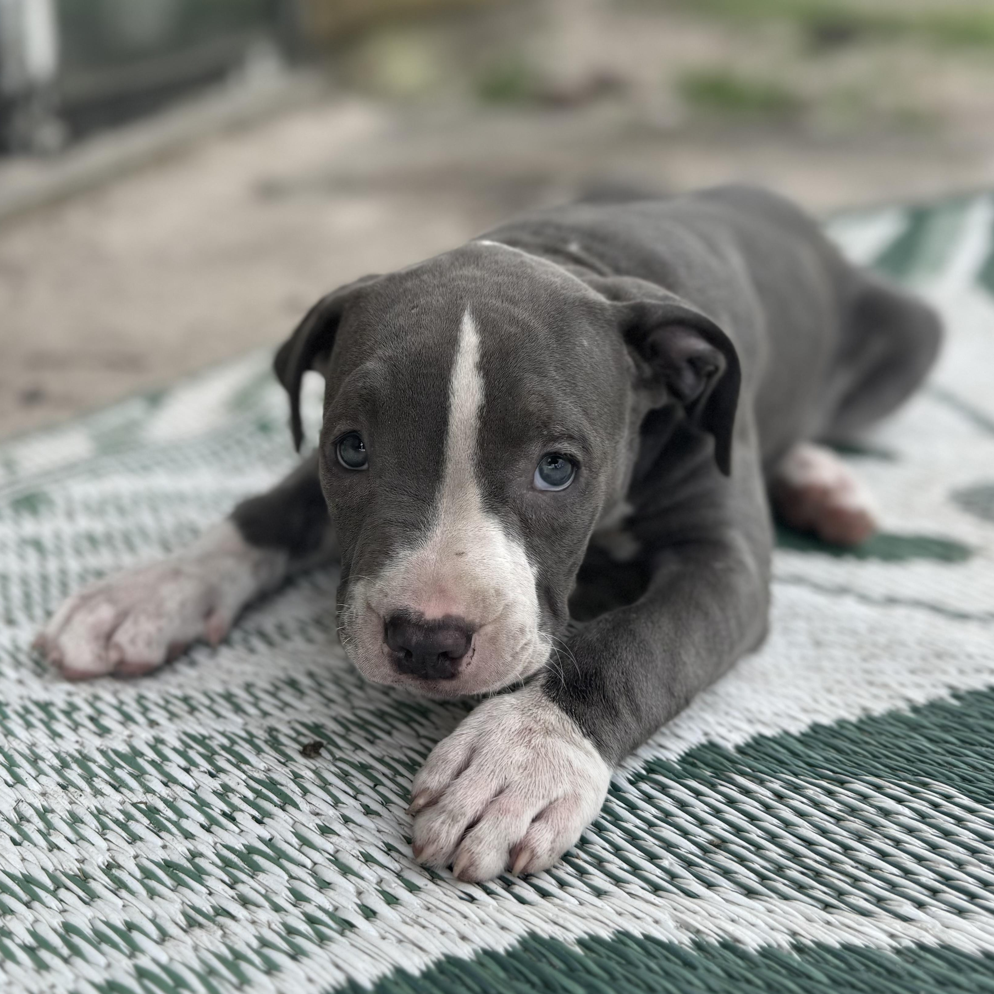 Enlarge Raspberry , an adopted mixed breed in Deltona, FL image 4/6