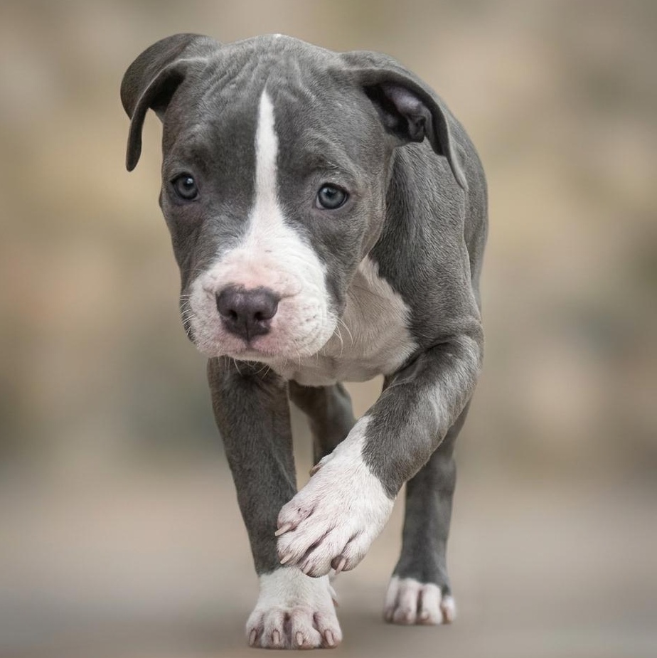 Enlarge Raspberry , an adopted mixed breed in Deltona, FL image 2/6