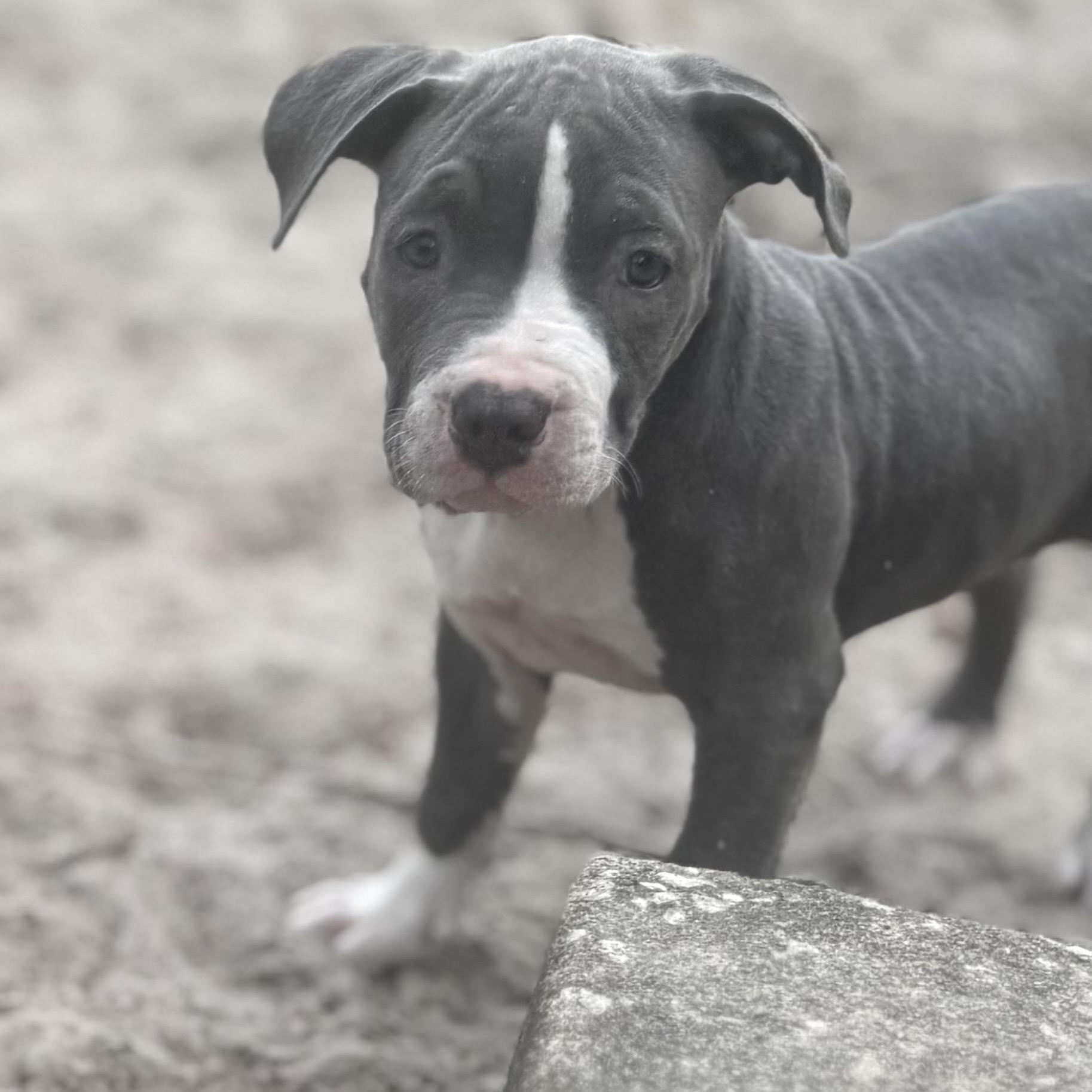 Enlarge Raspberry , an adopted mixed breed in Deltona, FL image 3/6