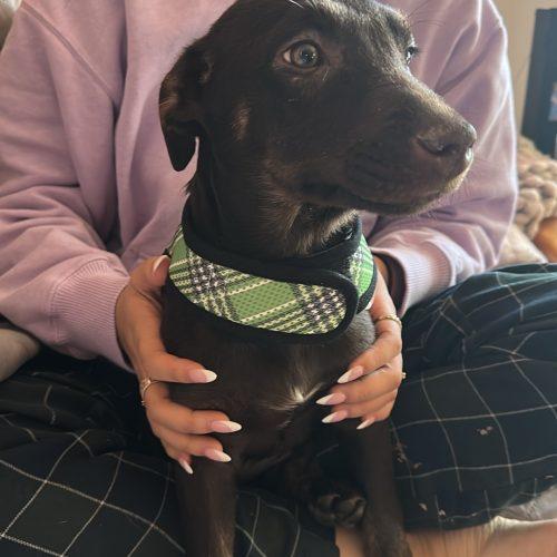 Penelope, Adoptable, Young Female Terrier & Hound.