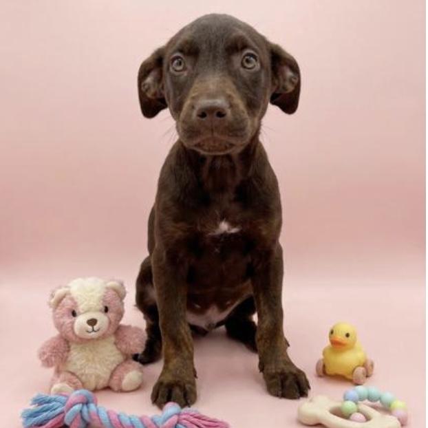 Enlarge Penelope, a Adoptable mixed breed in Verona, NJ image 1/1