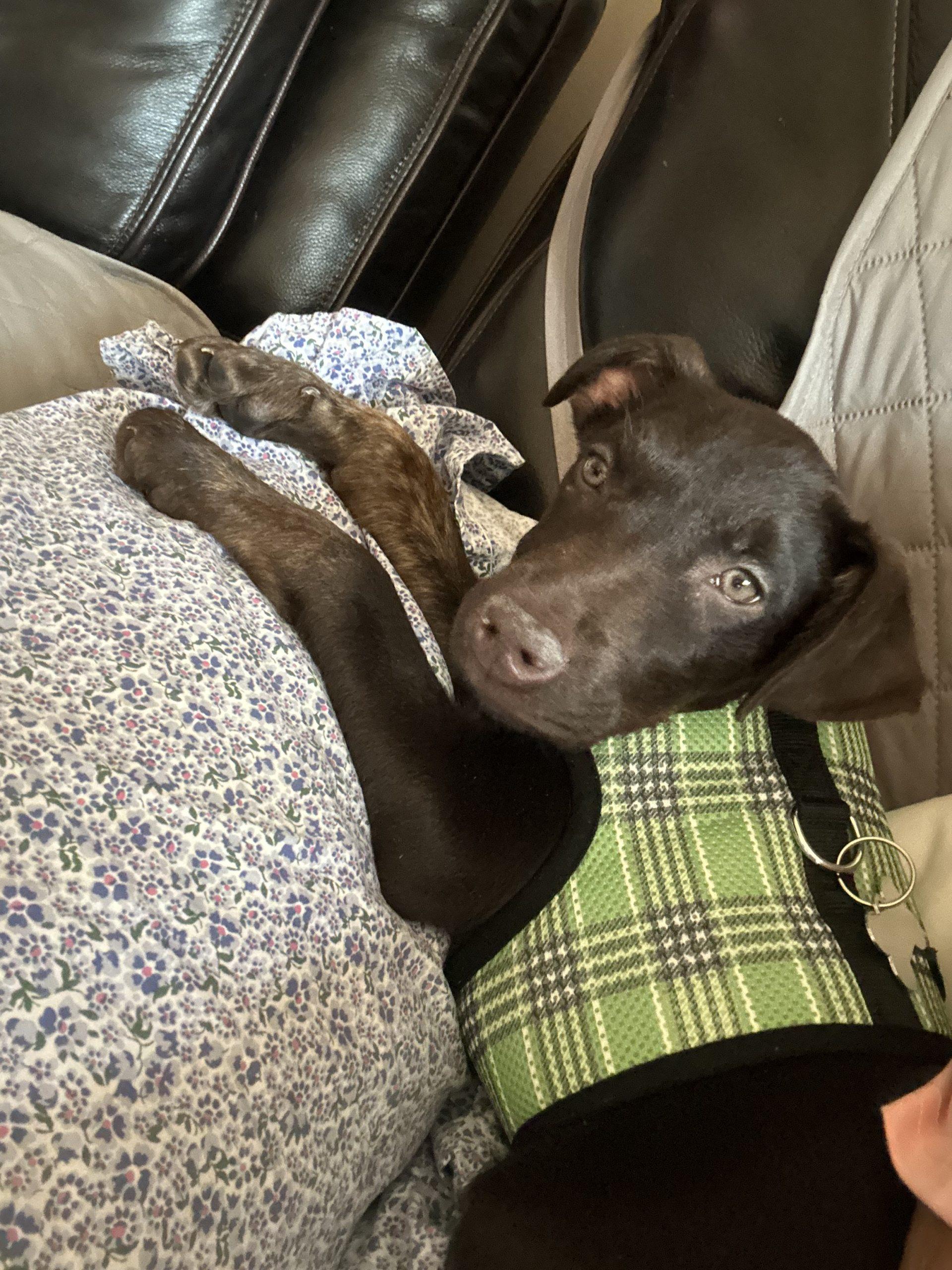 Enlarge Penelope, a Adoptable mixed breed in Verona, NJ image 2/5