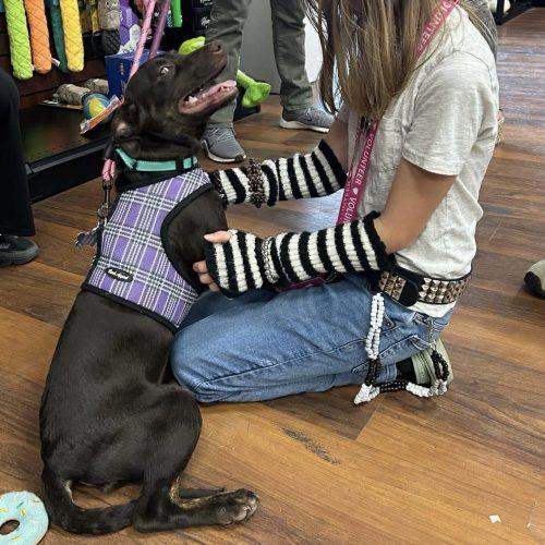 Enlarge Penelope, a Adoptable mixed breed in Verona, NJ image 3/5
