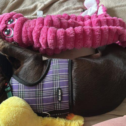 Enlarge Penelope, a Adoptable mixed breed in Verona, NJ image 5/5