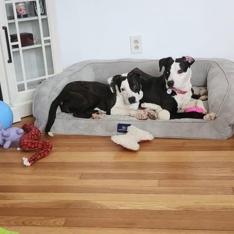 Wanda, ADOPTABLE, Young Female Boxer.