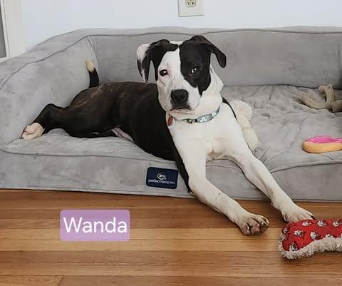 Wanda — thumbnail 3