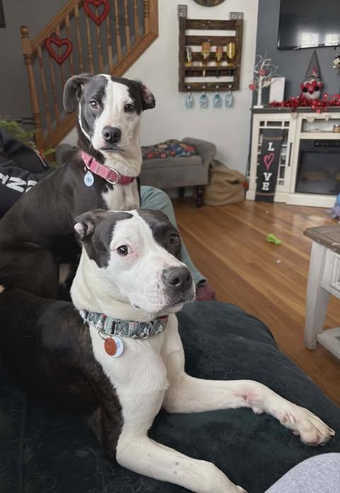 Wanda — thumbnail 4