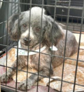 Enlarge Guido, a ADOPTABLE Miniature Poodle in Hamilton, MT image 2/2