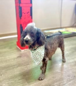 Guido, ADOPTABLE, Adult Male Miniature Poodle.