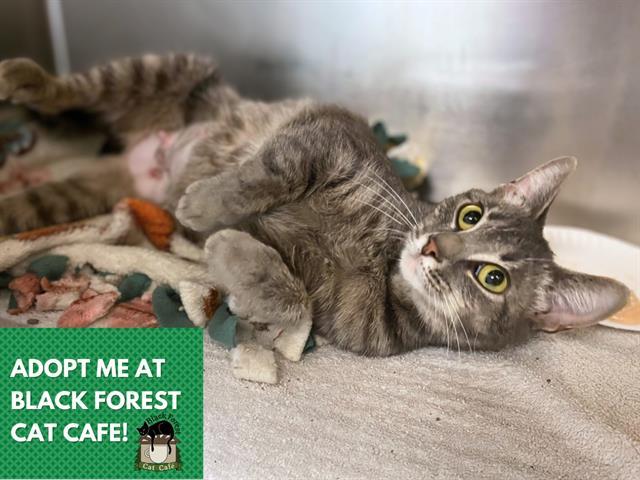 Enlarge MOOEE, a Adoptable Domestic Short Hair in Fort Wayne, IN image 1/1